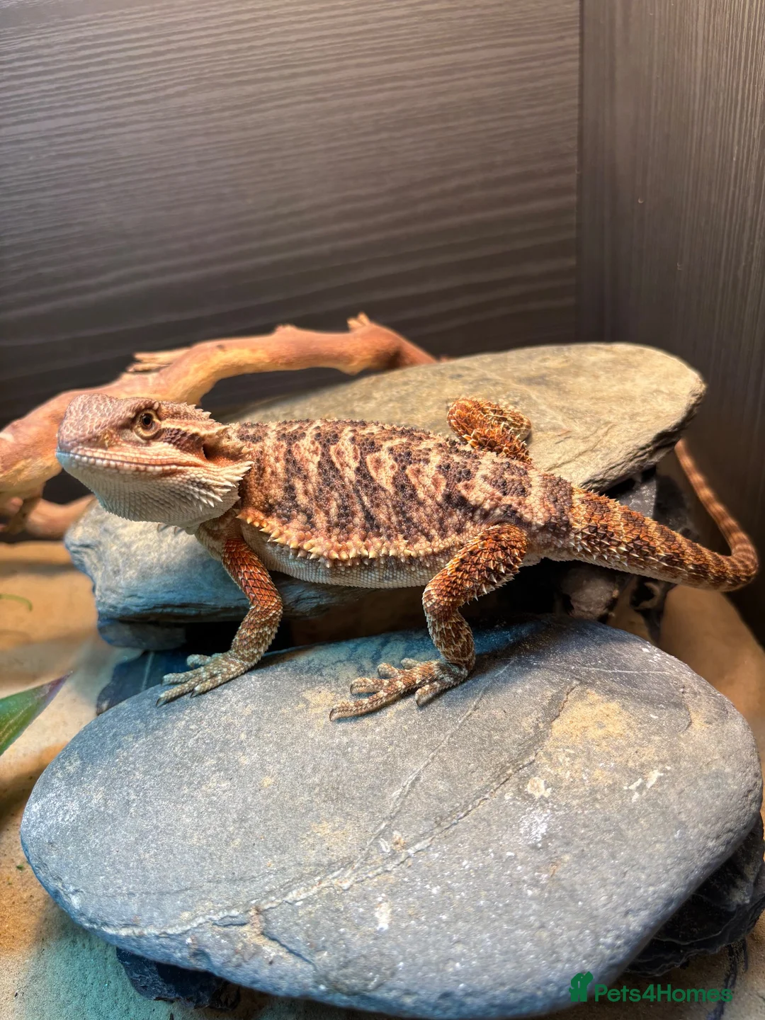 Bearded Dragon reptiles for sale: Bearded Dragon and set up  - Advert 1