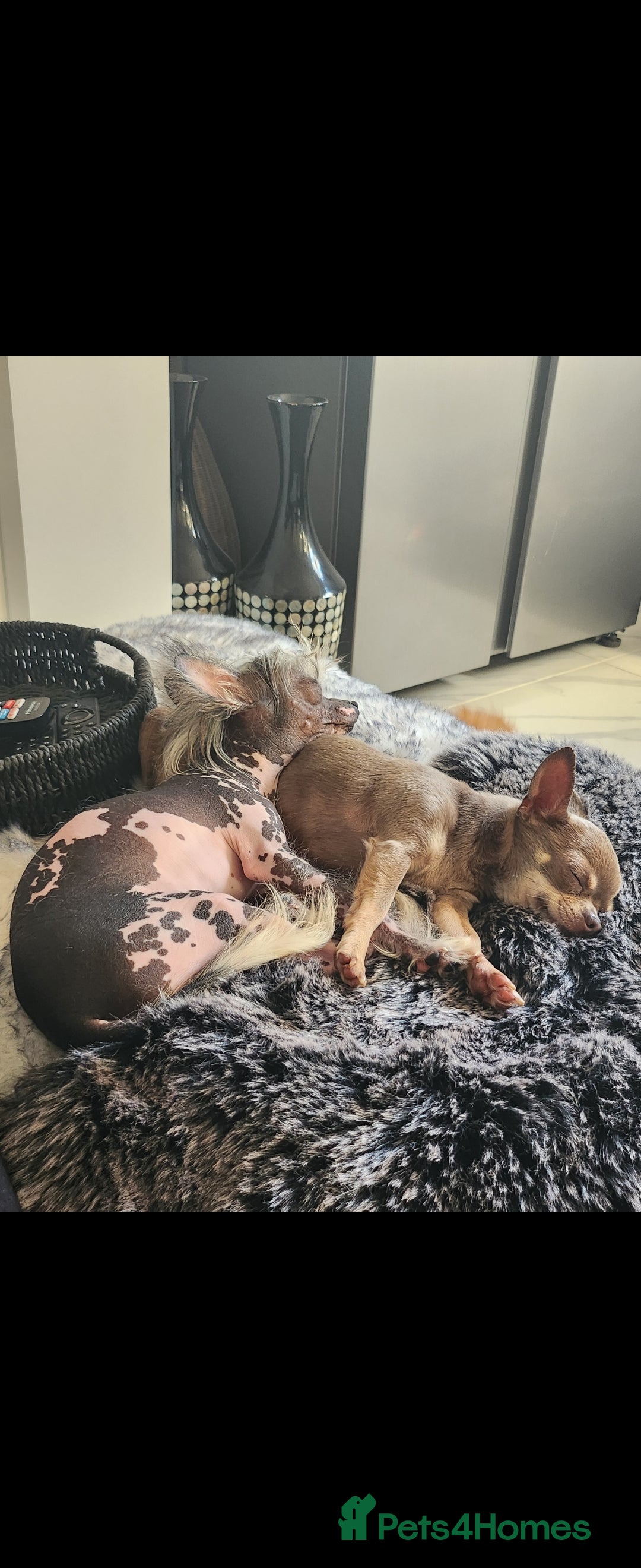 Mixed Breed dogs for sale: Tiny hairless Chinese crested/chihuahua pup  - Image 12