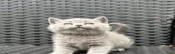 British Shorthair cats for sale: Outstanding British Shorthair kittens  - Advert 5