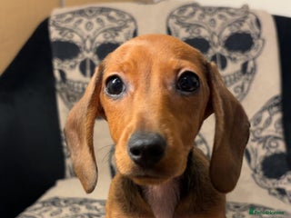 Miniature Dachshund dogs 🐾 Miniature Dachshunds 🐾 LAST ONE AVAILABLE - Advert 13