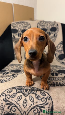 Miniature Dachshund dogs 🐾 Miniature Dachshunds 🐾 LAST ONE AVAILABLE - Advert 16