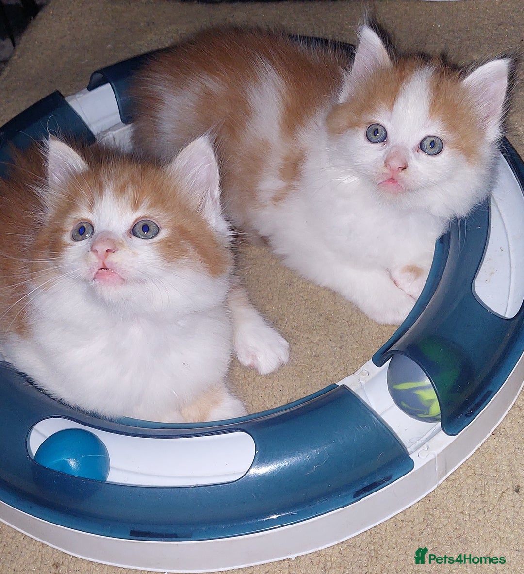 Mixed Breed cats for sale: 2 fluffy ginger boys  - Advert 8