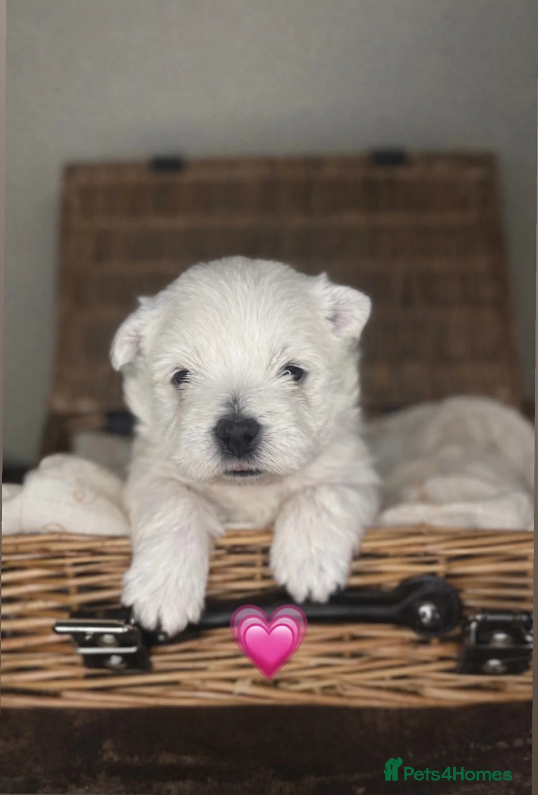 West Highland Terrier dogs for sale: 🌈Adorable Little Westies🌈 - Advert 4