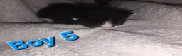 Mixed Breed cats for sale: One male kittens looking for forever homes  - Advert 3
