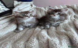 Maine Coon cats for sale: 1 beautiful Male kitten left - Image 14