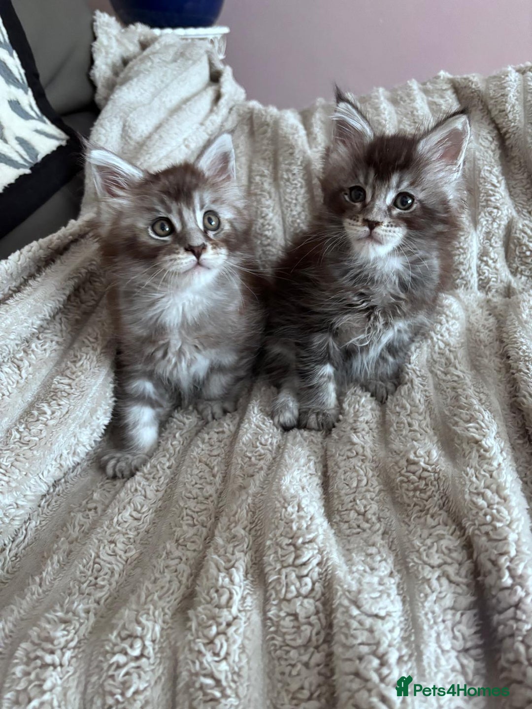 Maine Coon cats for sale: 1 beautiful Male kitten left - Image 14