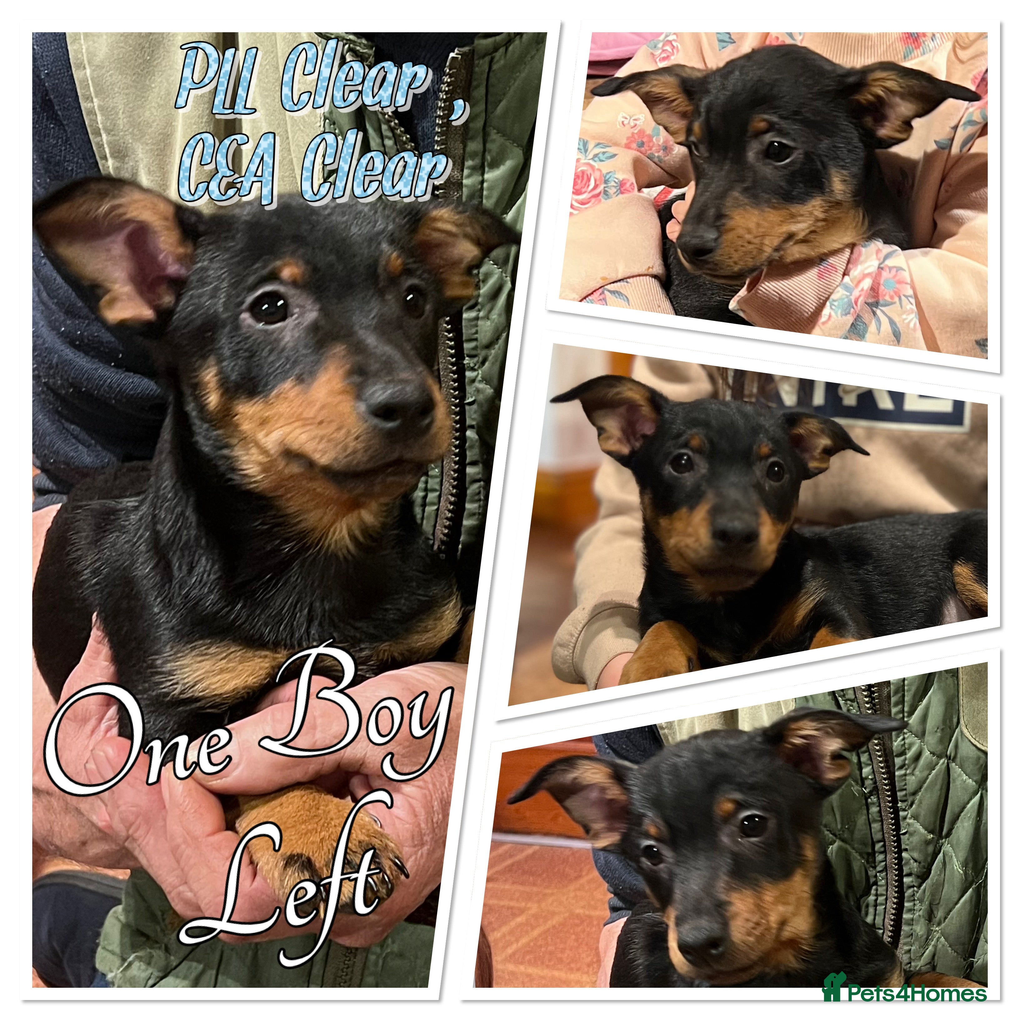 Lancashire Heeler dogs KC Reg Lancashire Heelers - Advert 16