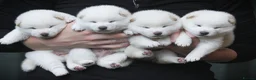 Japanese Shiba Inu dogs for sale: Top quality Japanese shiba inu puppies  - Advert 1