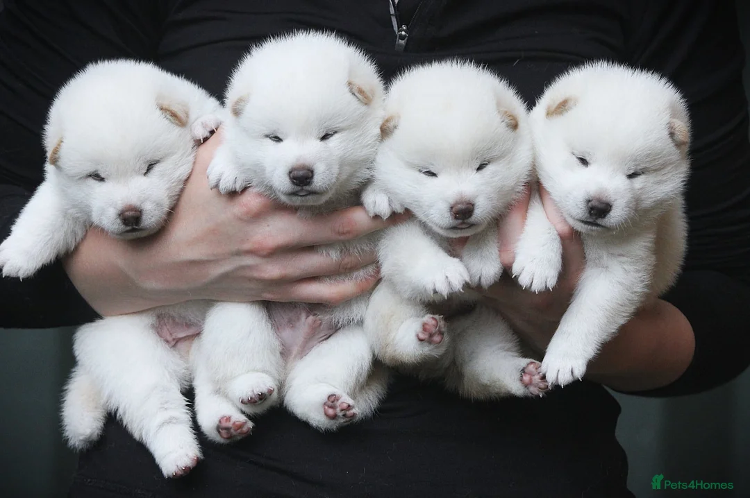 Japanese Shiba Inu dogs for sale: Top quality Japanese shiba inu puppies  - Advert 1