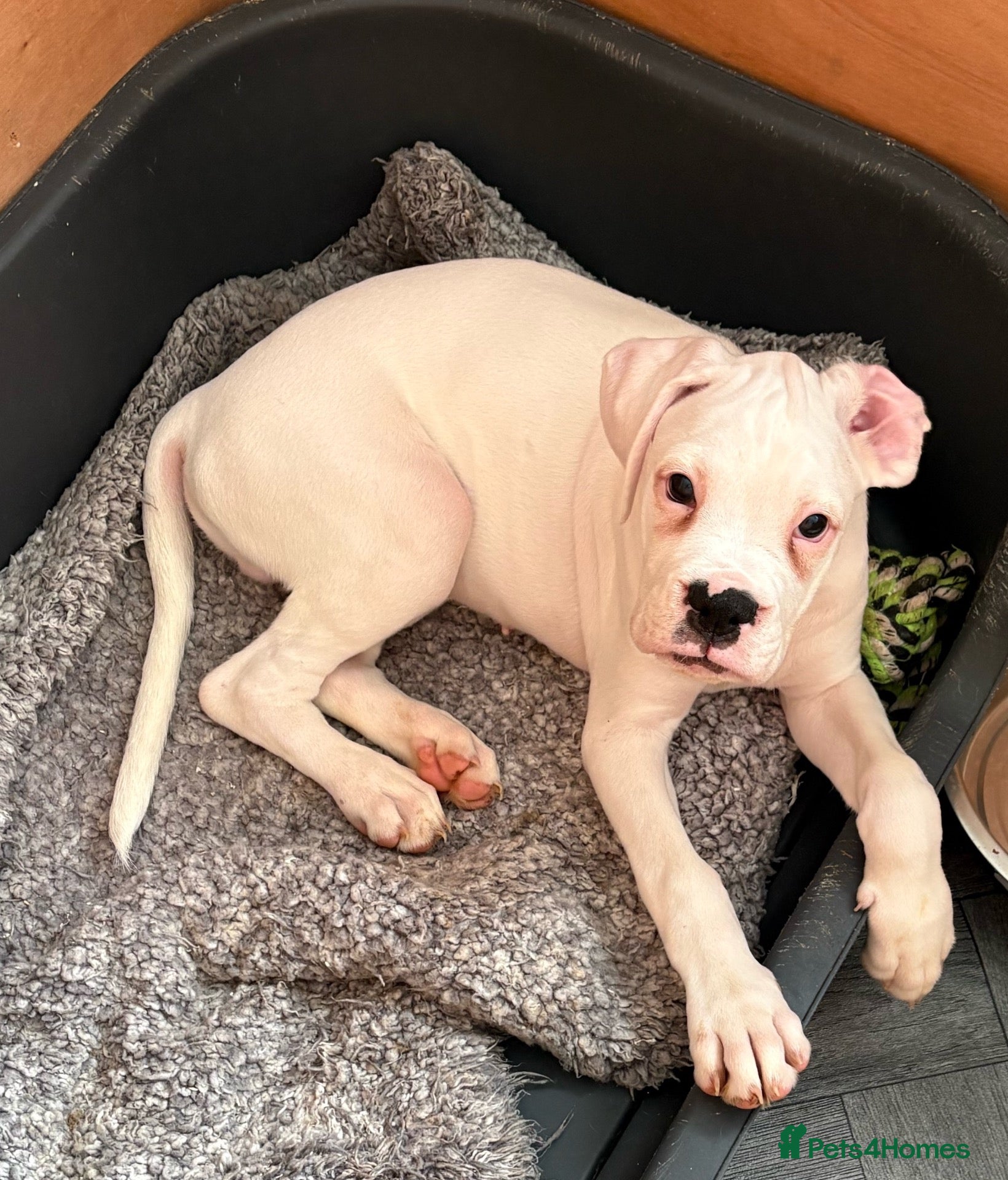 Boxer dogs Male boxer puppy for sale  - Advert 3