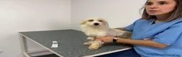 Mixed Breed dogs for adoption: 🐾❤️MAVERICK - A little boy for a Loving Home ❤️🏡 - Advert 26