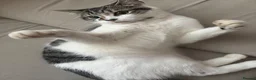 Mixed Breed cats for sale: Beautiful male kitten - Advert 3