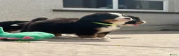 Bernese Mountain Dog dogs for sale: Kc Bernese mountain pups  - Advert 4