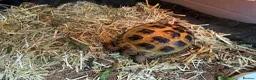 Tortoise reptiles for sale: Horse field tortoise & full enclosure  - Advert 1