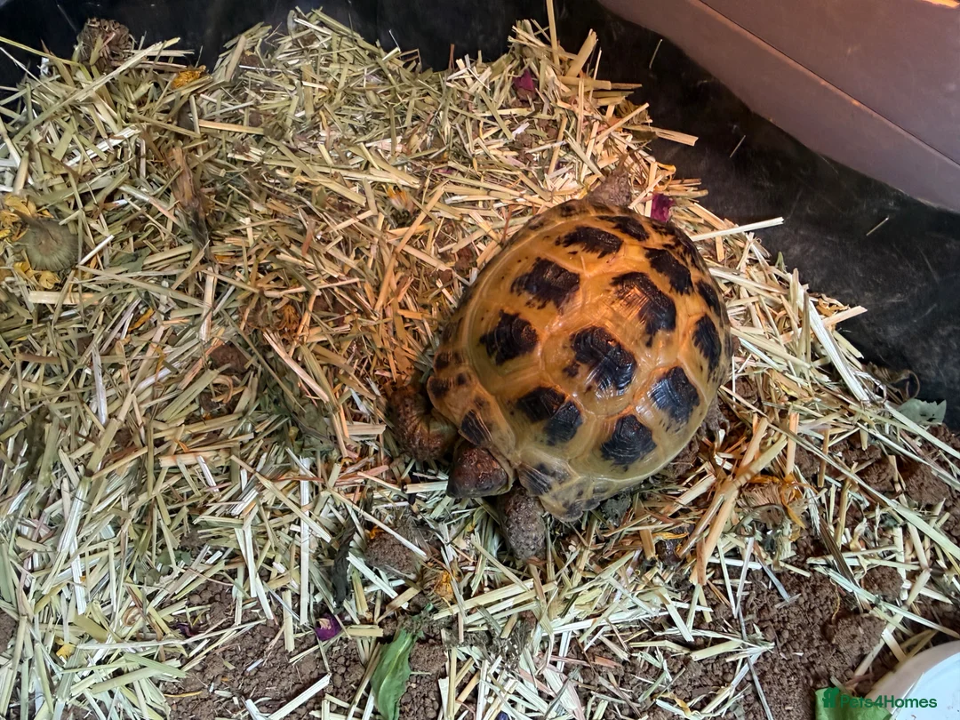 Tortoise reptiles for sale: Horse field tortoise & full enclosure  - Advert 1