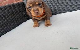 Miniature Dachshund dogs for sale: 🐾 Miniature Dachshunds – 3 Chocolate&Tan Girls🐾 - Image 8