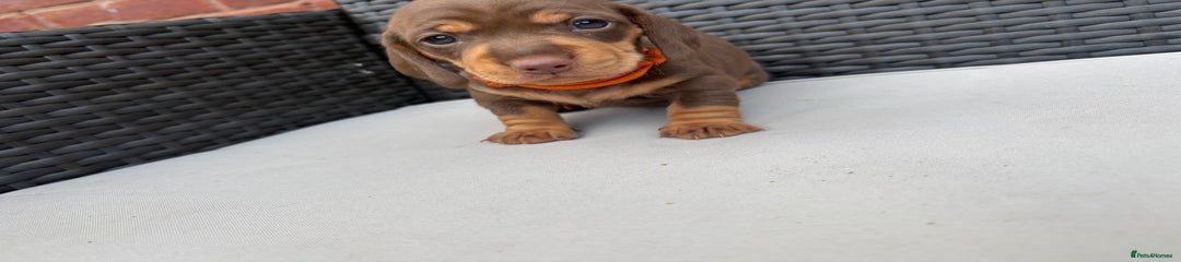  Puppy 1 “Orange”
