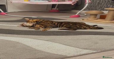 Bengal cats - Advert 7