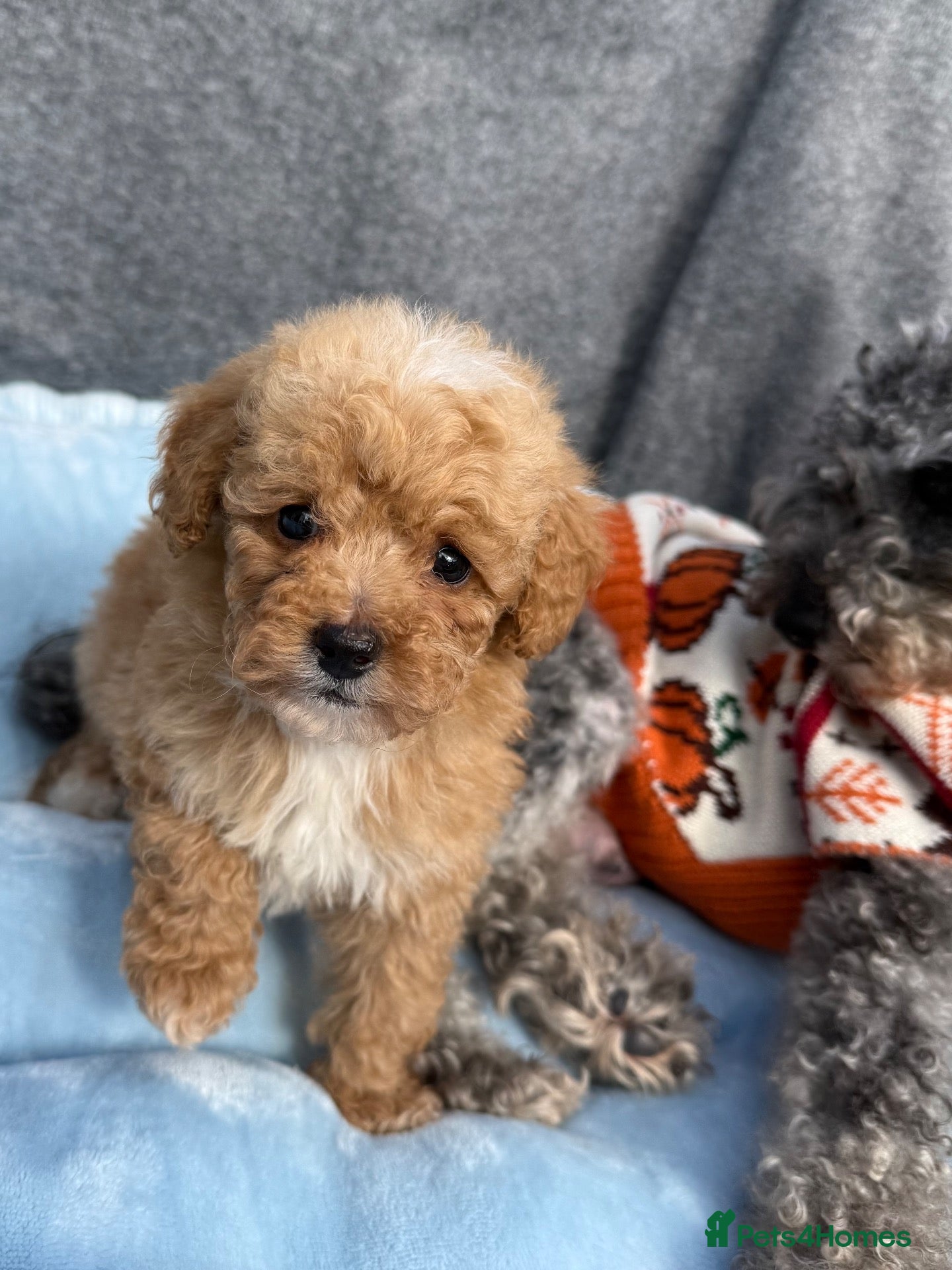 Toy Poodle dogs Adorable Toy Poodle Puppies  - Advert 1