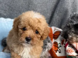 Toy Poodle dogs Adorable Toy Poodle Puppies - Advert 1