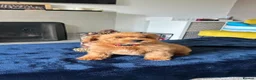 Toy Poodle dogs for sale: 🤩Stunning, Intelligent & Cuddly Fur Babies ⭐️😍 in Walsall - Advert 27