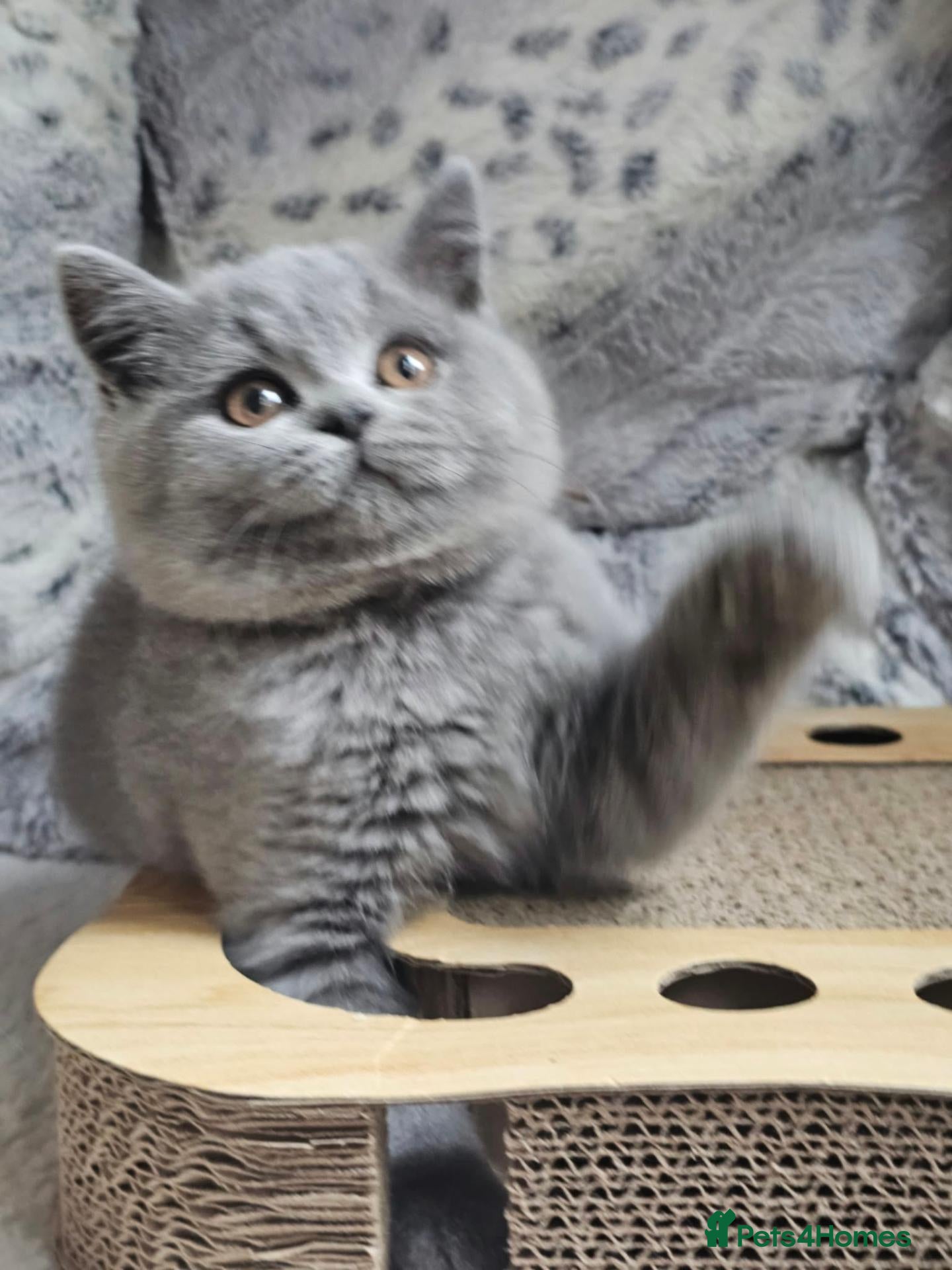British Shorthair cats for sale: GCCF Registered BSH Kittens – READY SOON  - Advert 1