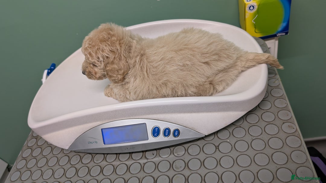 Poochon dogs for sale: Stunning F1 Toy Poochon Puppies BOYS - Image 17