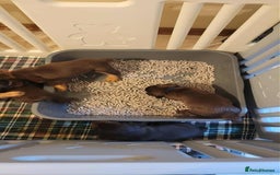 Field Spaniel dogs for sale: Field Spaniel Puppies for Sale – Lovable & Ready! - Image 7