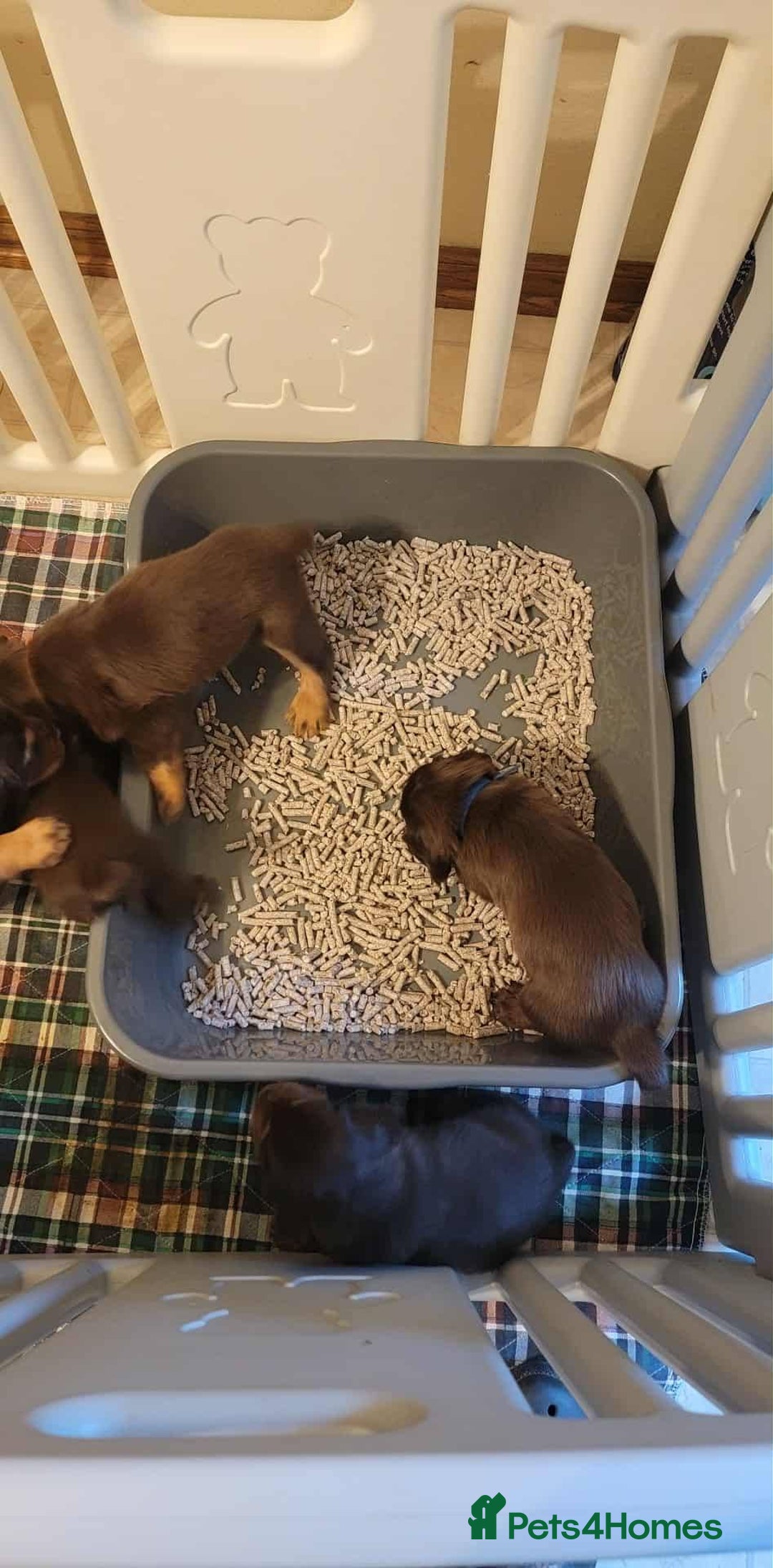 Field Spaniel dogs for sale: Field Spaniel Puppies for Sale – Lovable & Ready! - Image 7