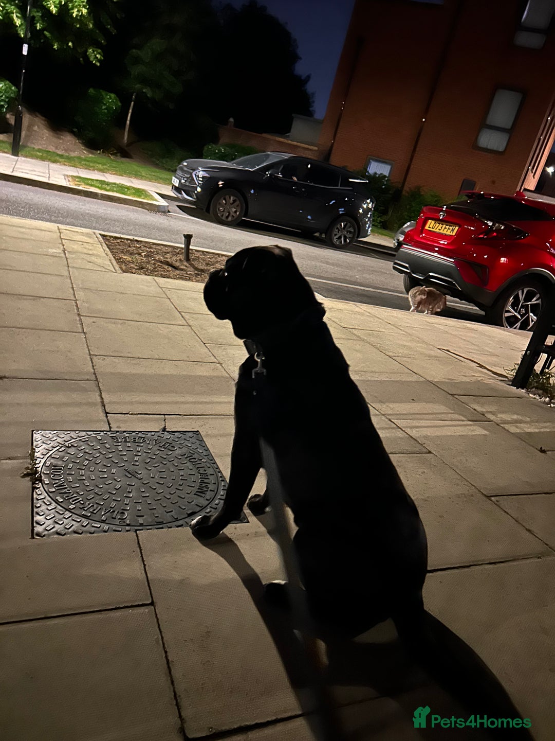 Mixed Breed dogs for sale: Bleu looking for new home - Image 2