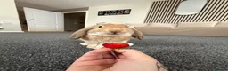 Mini Lop rabbits for sale: Mini lop female rabbit in Newcastle - Advert 3