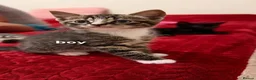 Mixed Breed cats for sale: kittens of a simple breed - Advert 2