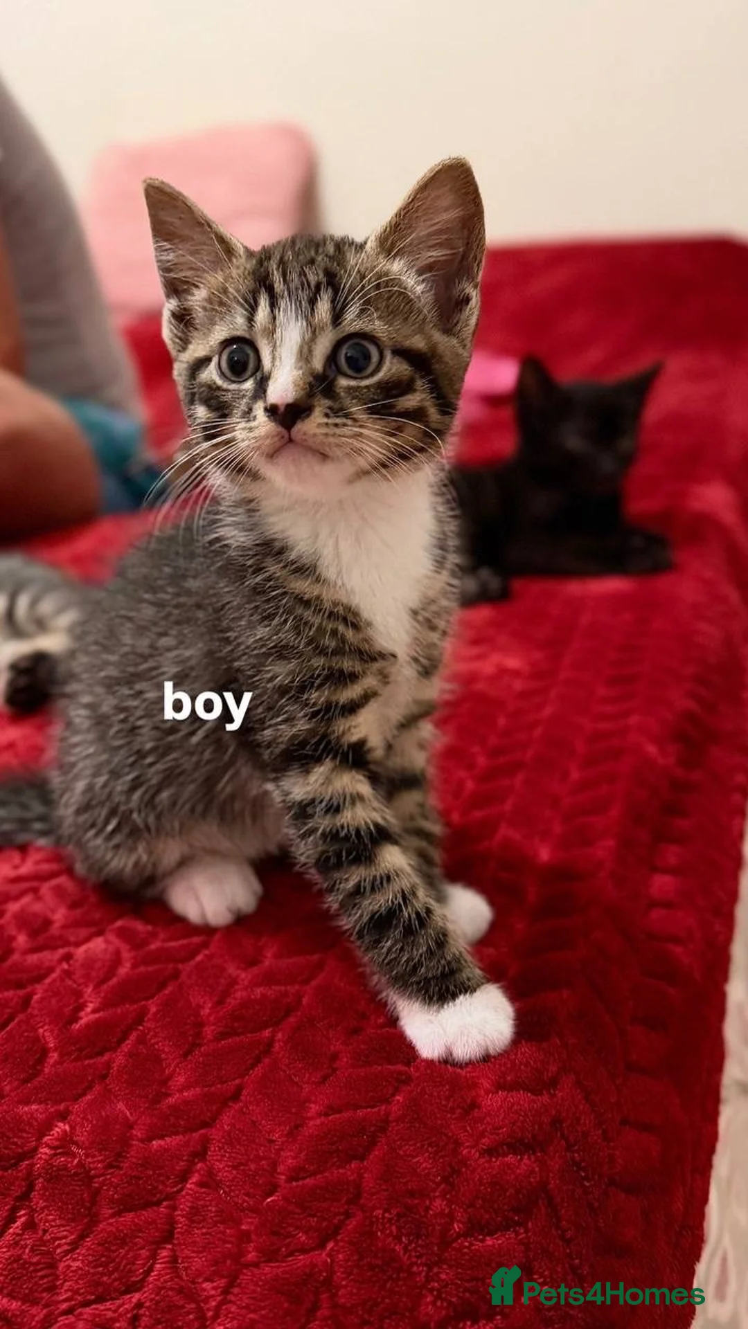 Mixed Breed cats for sale: kittens of a simple breed - Advert 2