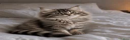 Siberian cats for sale: Siberian kittens in Chesterfield - Advert 9