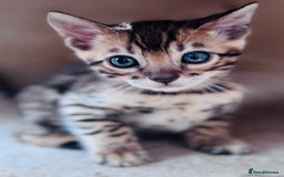 Bengal cats for sale: TICA Reg Bengal Kittens - Ready next month 🐾 - Image 29