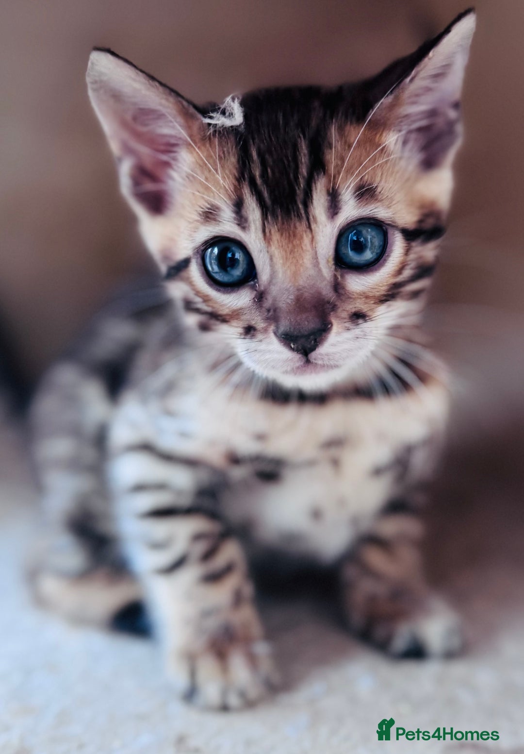 Bengal cats for sale: TICA Reg Bengal Kittens - Ready next month 🐾 - Image 29