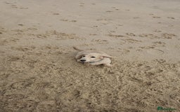 Dachshund dogs for sale: Cream boy and girl Miniature dachshund - Image 1