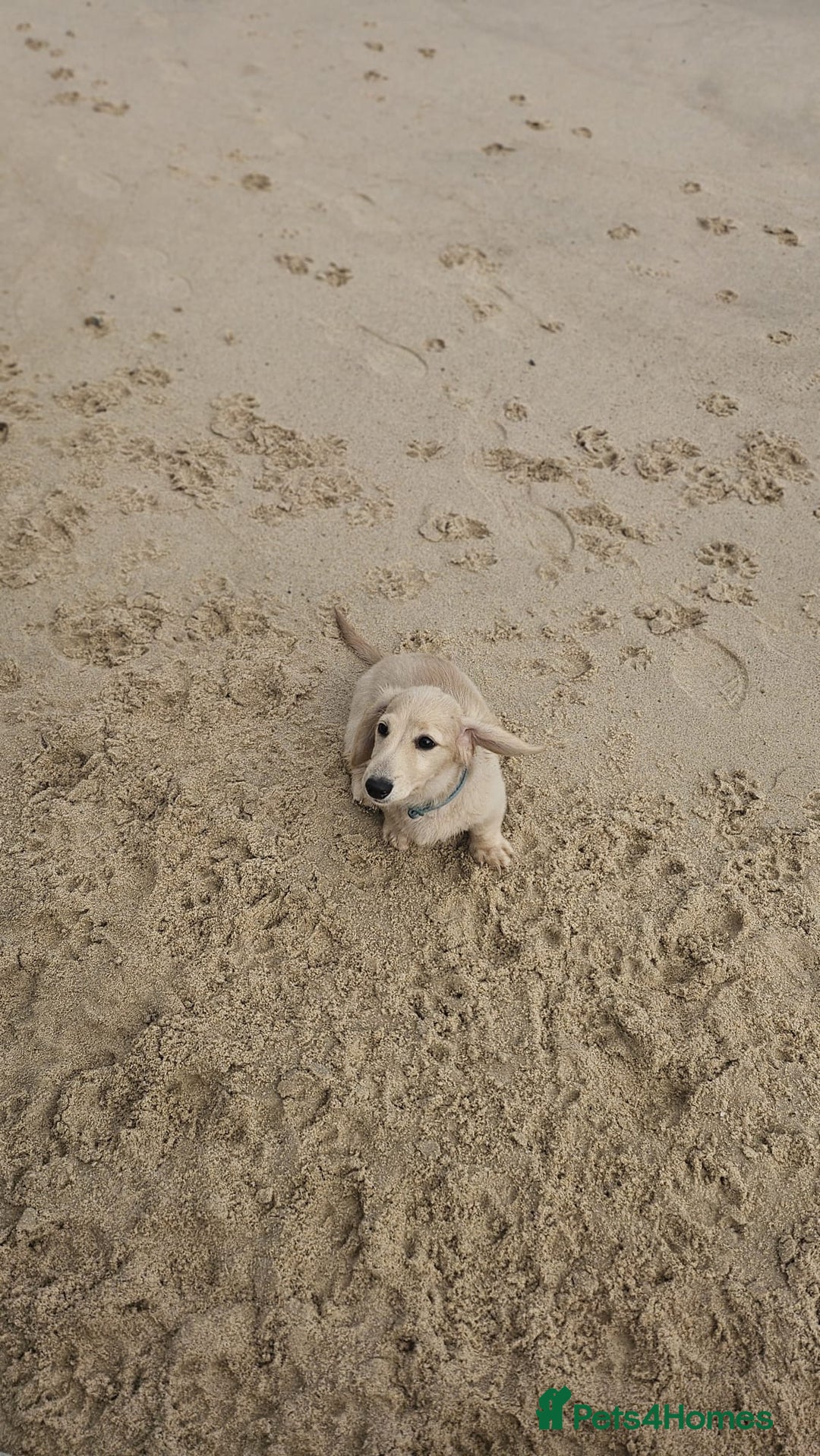 Dachshund dogs for sale: Cream boy and girl Miniature dachshund - Image 1