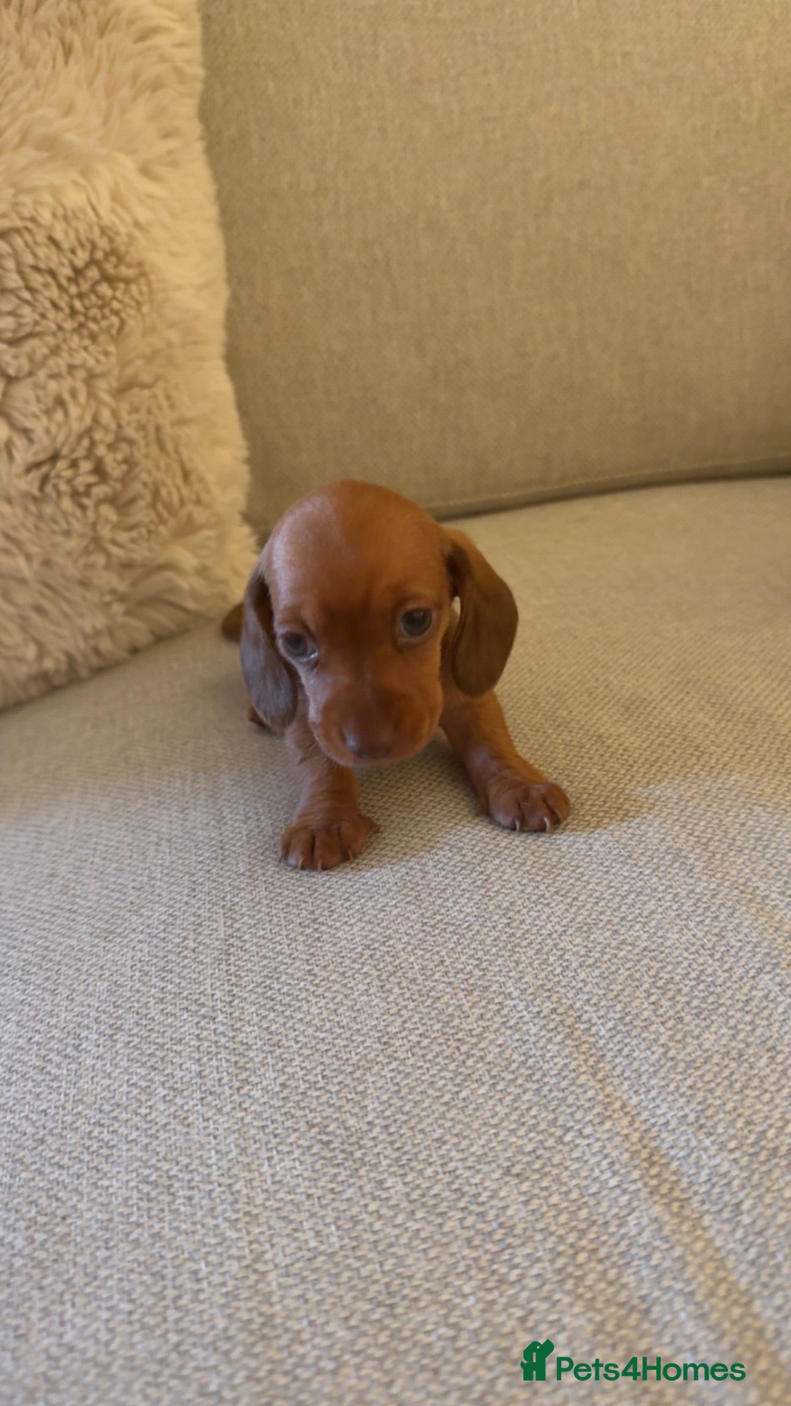 Miniature Dachshund dogs 1 miniture dachshund little girl left  - Advert 12