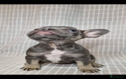 French Bulldog dogs for sale: Outstanding French Bulldog Puppies – KC - Image 10