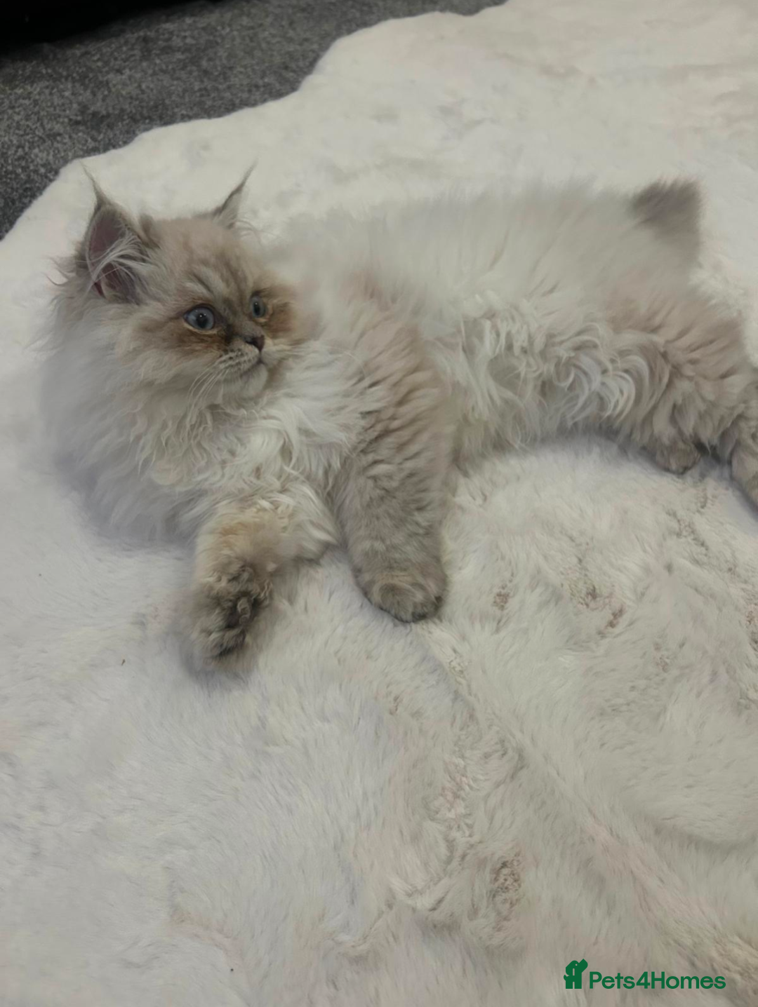 Ragdoll cats for sale: Blue bicolour point perdoll kitten for sale - Advert 5