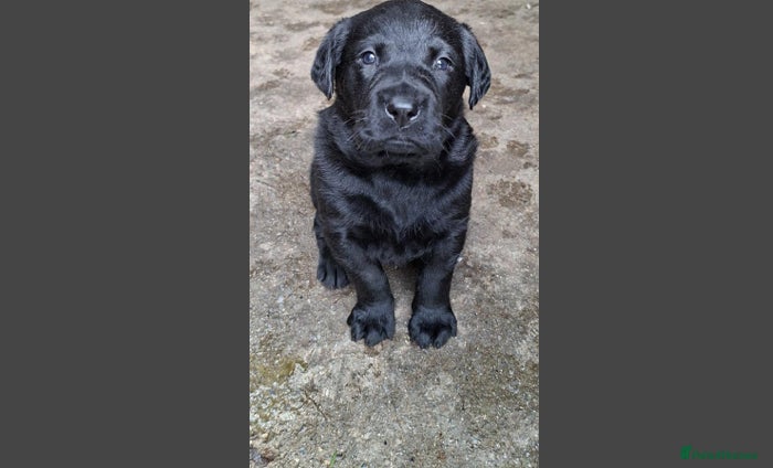 Mixed Breed dogs labrador puppy for sale  - Advert 4