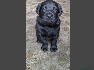 Mixed Breed dogs labrador puppy for sale - Advert 6