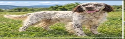 English Setter dogs for adoption: SETH! - Advert 4