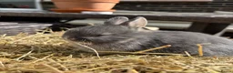 Netherland Dwarf rabbits for sale: Netherland dwarf Babies  - Advert 3