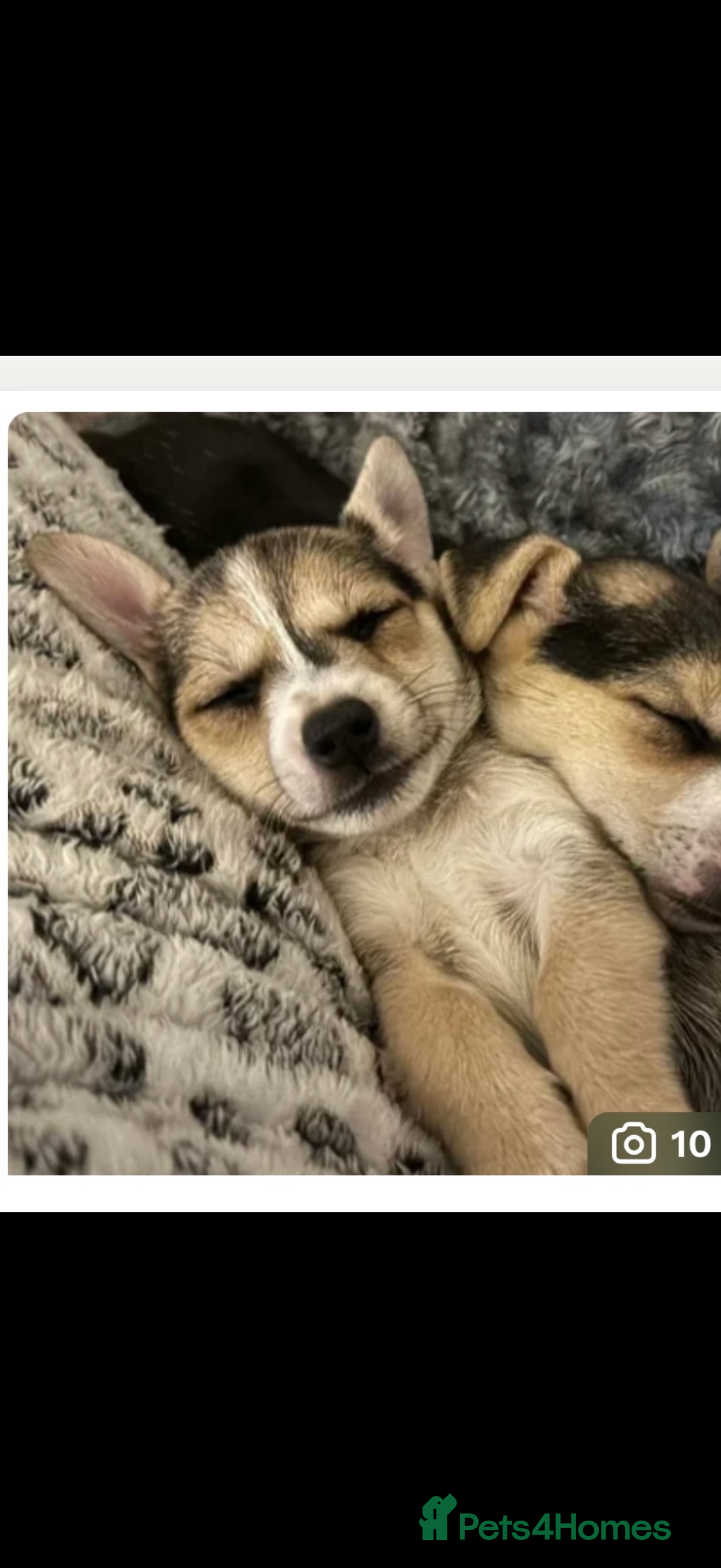 Jack Russell dogs for sale: Miniature Jack Russels  - Advert 4