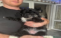 Cockapoo dogs for sale: 🐾ready to leave  black and white cockapoo - Image 2