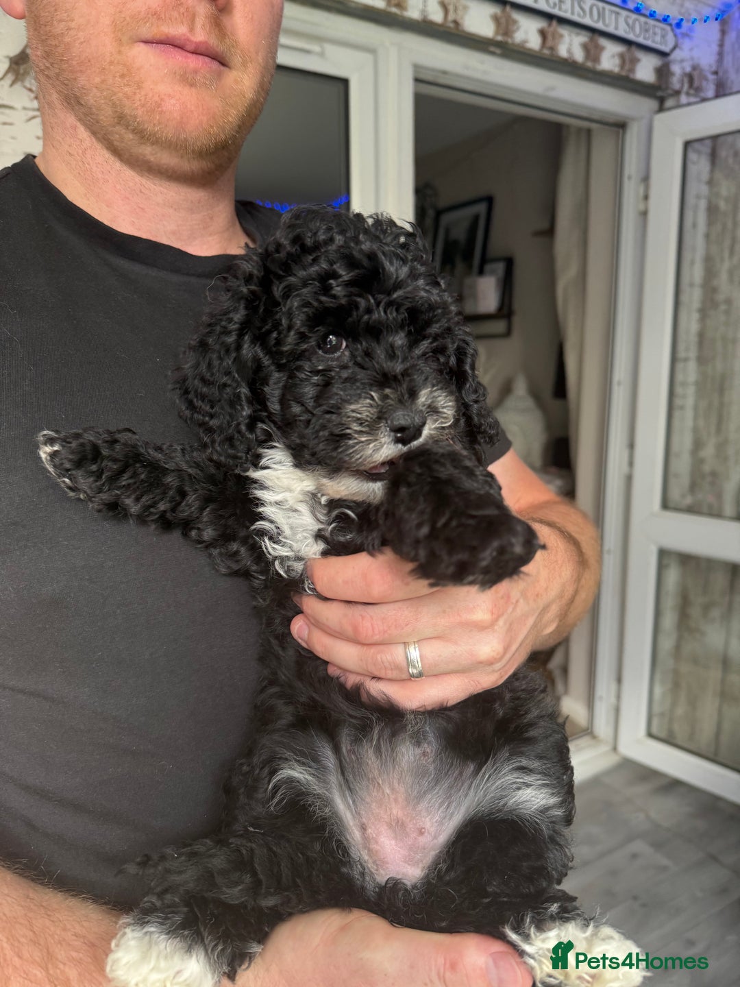 Cockapoo dogs for sale: 🐾ready to leave  black and white cockapoo - Image 2
