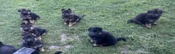 German Shepherd dogs for sale: 🐾Ready to leave Kc reg German shepherd puppies🐾 - Advert 17