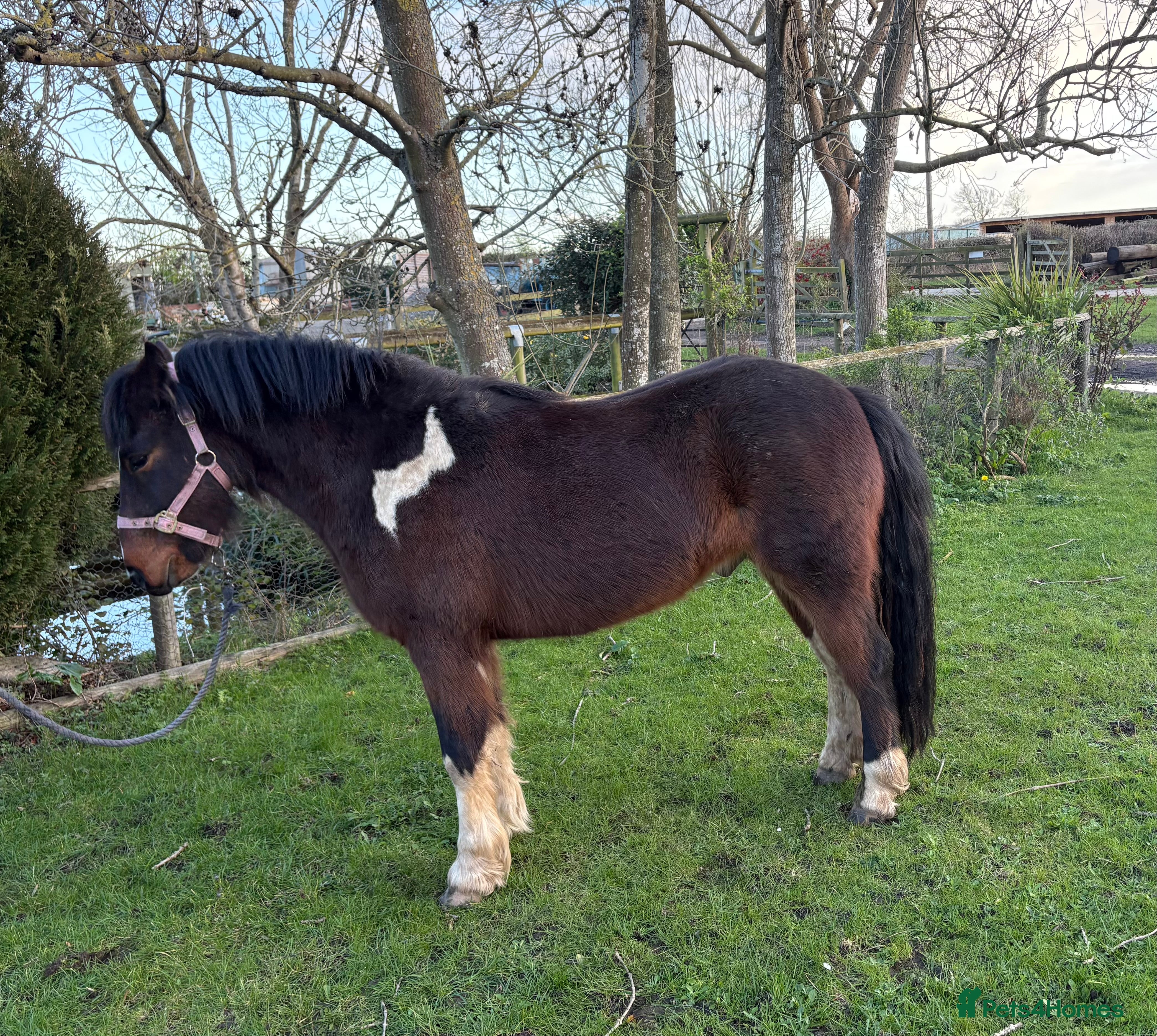 Dartmoor horses Handsome 3 year old gelding 12.2  - Advert 7